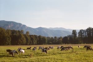 Cattle grazing in Oregon